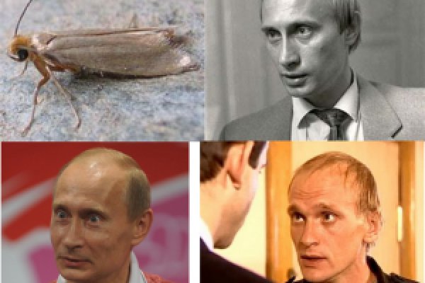 Как зайти на кракен без тора